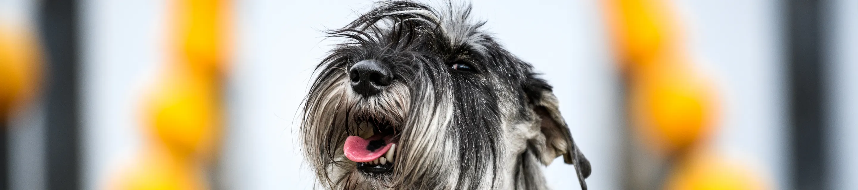 Dog profile