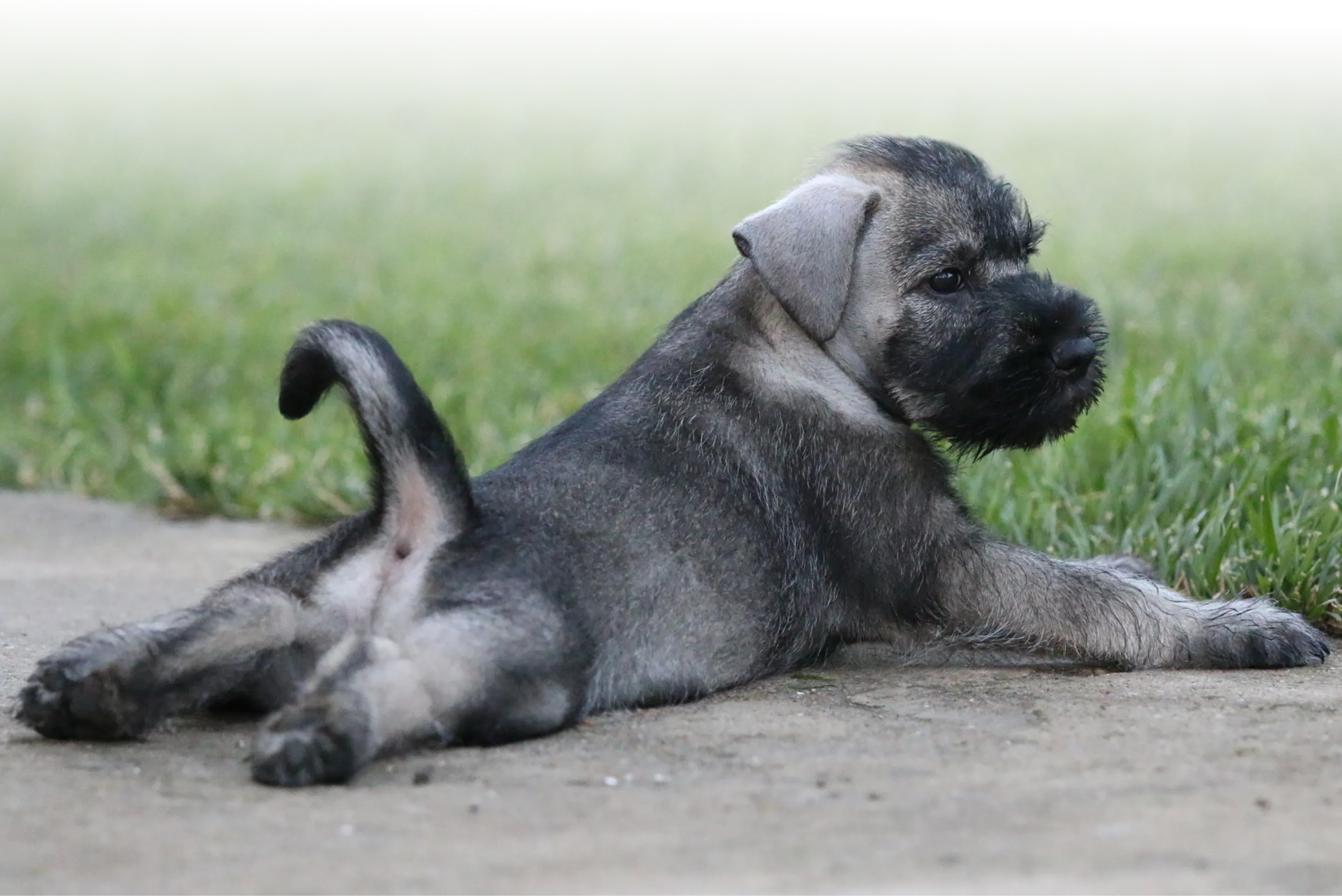 Frequently Asked Questions About Puppies