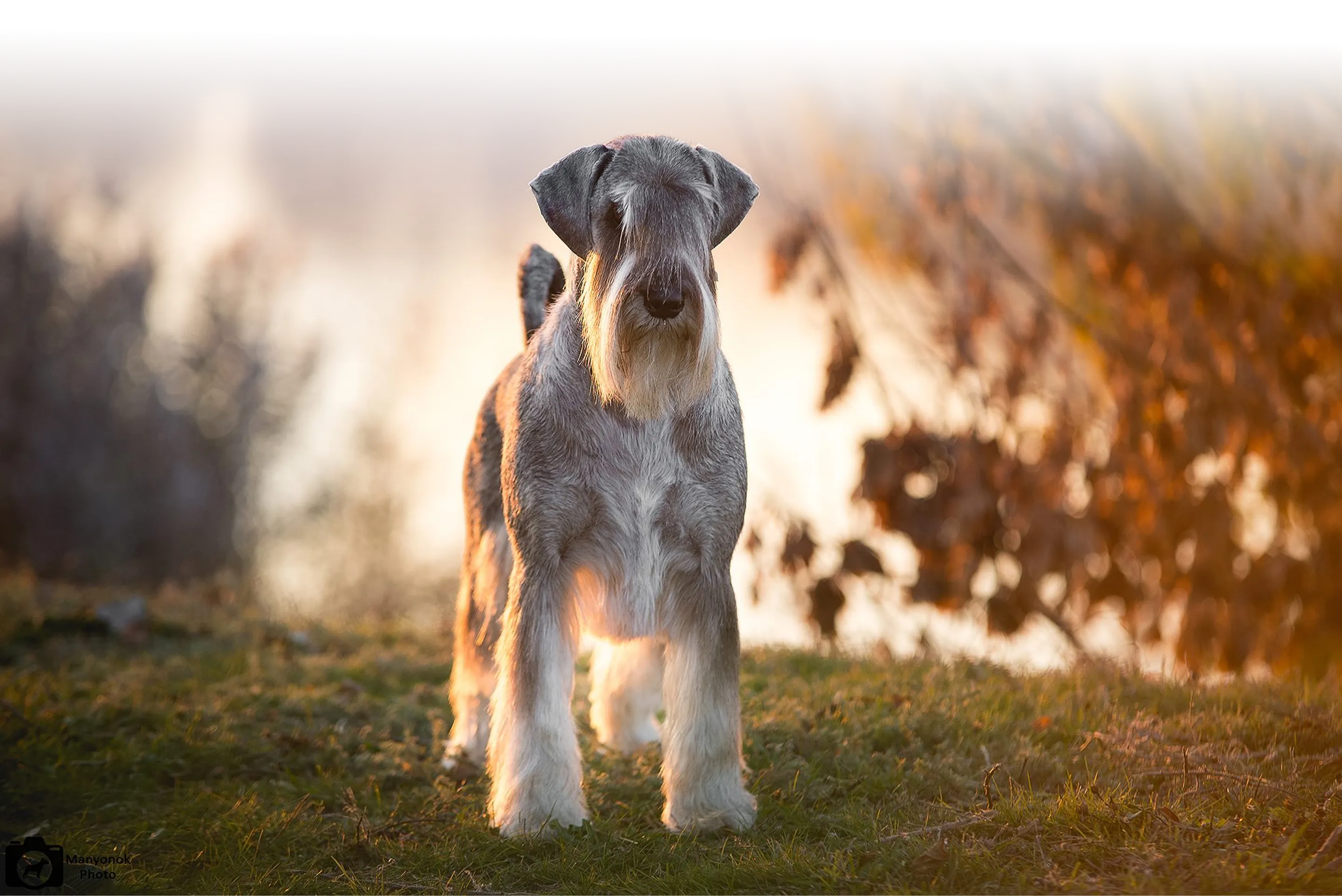 All About Schnauzer