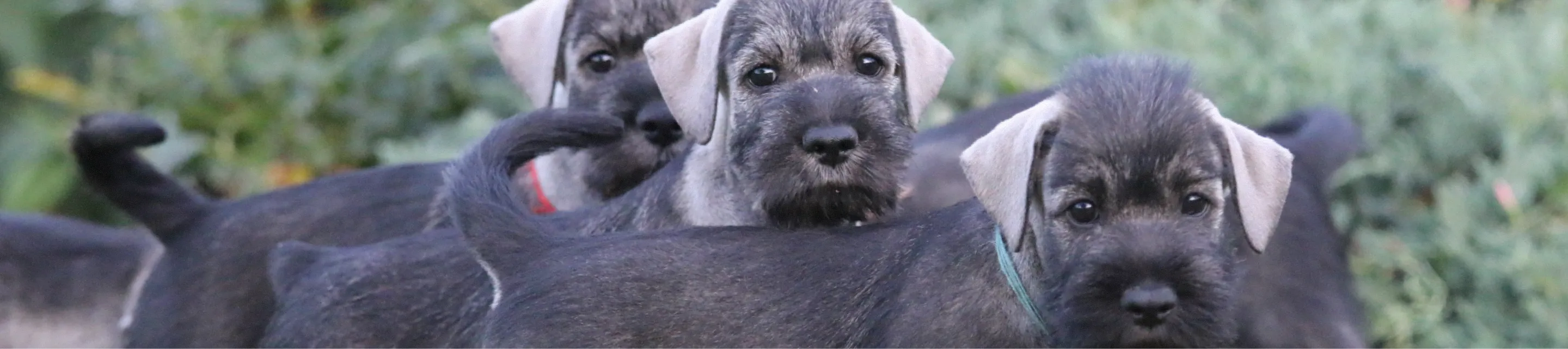 Анкета